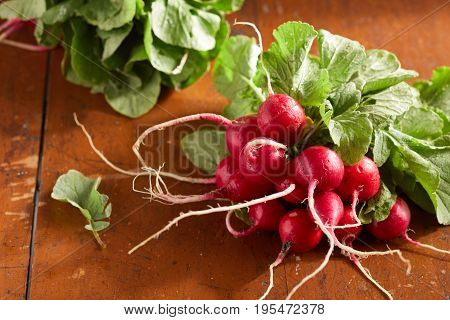 Raw Organic Fresh Radishes Ready to Eat