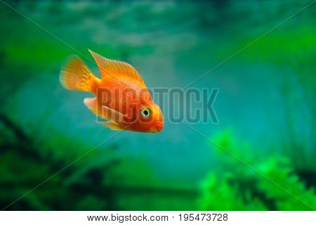 Red Blood Parrot Cichlid In Aquarium Plant Green Background. Goldfish, Funny Orange Colorful Fish -