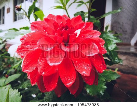 Nature's gift - Vibrant red chrysanthemum flower