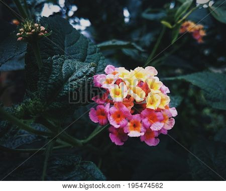 Nature's gift - Vibrant flowers in a garden