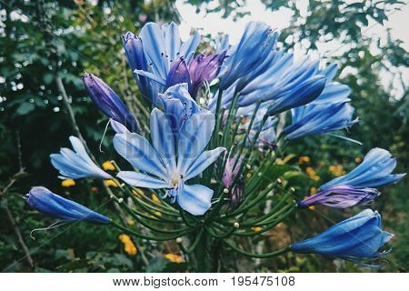 Nature's gift - Vibrant violet flowers in a garden
