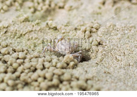 Small ghost crab making sand ball and digging hole in sand beach with twinkle sand background