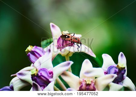 Pollination - a busy bug carrying pollens to flowers in a garden.