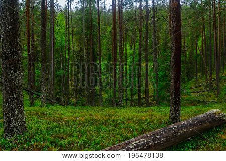 Rykimakero Trail, In Pyha-luosto National Park