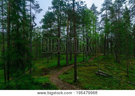 Tunturiaapa Trail, In Pyha-luosto National Park