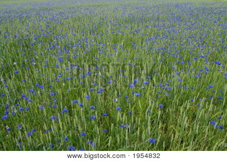 Cornflowers azuis
