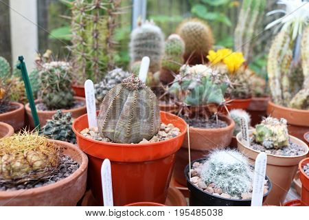Euphorbia Obesa in pot in greenhouse with other succulents