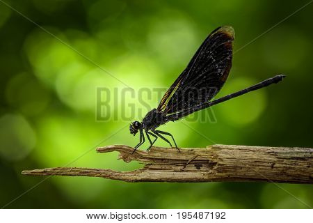 Image of Euphaea Masoni Dragonfly on dry branches on nature background. Insect Animal