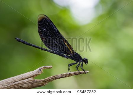 Image of Euphaea Masoni Dragonfly on dry branches on nature background. Insect Animal