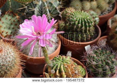 A pseudolobivia obrepanda purpurea cactus in flower