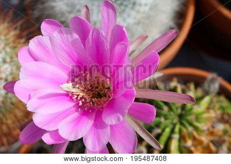 Pseudolobivia obrepanda echniopsis cactus with large pink flower
