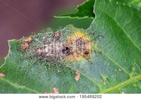 Image of archduke caterpillar dead on green leaves. Insect Animal