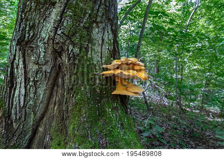 Yellow tinder fungus on a moss covered tree trunk