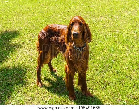 Dog breeds satter brown color on the lawn.