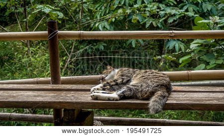 Sleeping cat on a wodden bench in the subtropical woodlands