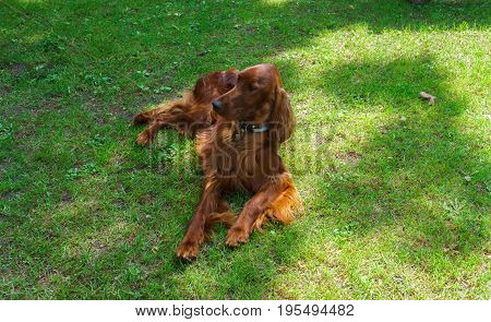 Dog breeds satter brown color on the lawn.