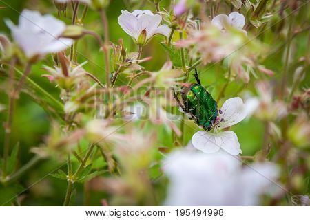 Cetonia aurata or Green Chafer beetle on a flowers flower field
