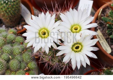 Large white flowers of cactus acanthocalycium klimpelianum