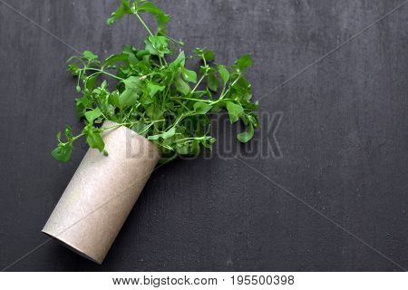empty rolls of toilet paper with the plant inside as a seedling tree. Recycling ecology and conservative concept