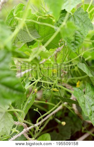 Leafy Melothria Scabra Vine With Developing Cucamelon Fruits