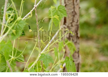 Tiny Cucamelon Fruit With Flower