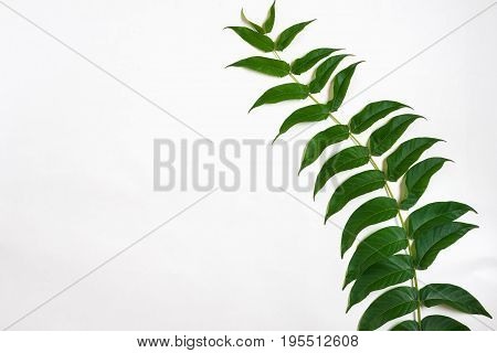 Green leaf branches on white background. flat lay, top view. Copy space. Still life