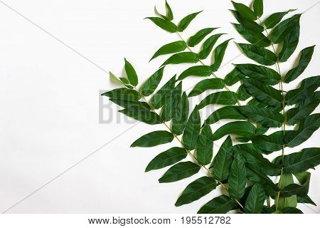 Green leaf branches on white background. flat lay, top view. Copy space. Still life