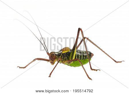 Tailed bush cricket - Barbitistes constrictus - macro photo