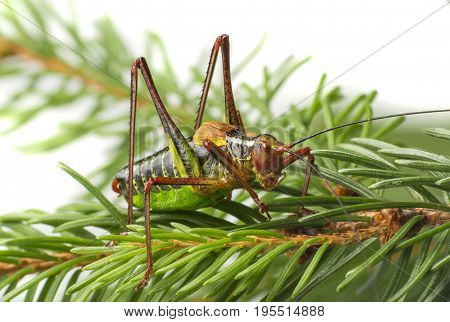 Tailed bush cricket - Barbitistes constrictus - macro photo