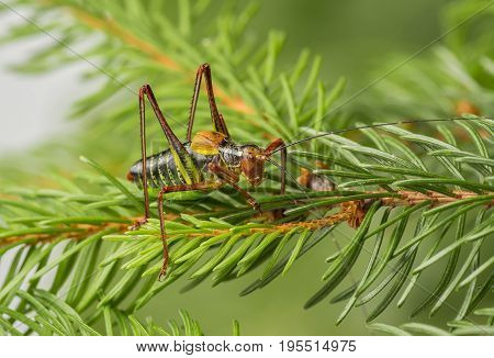 Tailed bush cricket - Barbitistes constrictus - macro photo