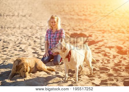 Two labrador friends playing on the beach. Two labradors on the sand with a young woman. Sun flare