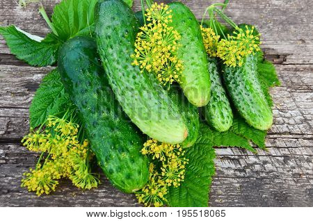 cucumbers and dill leaves on wooden Board