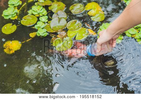 Feeding fishes from baby bottles. Koi carps.