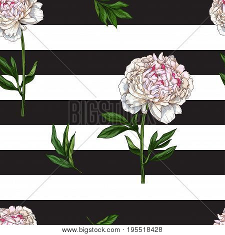 Seamless pattern with gently pink peony flower isolated on black and white striped background. Vector