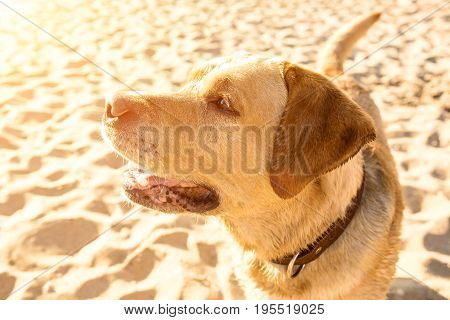 Labrador retriever on the beach. Close-up. Muzzle of a dog. Sun flare