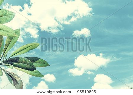 Frangipani, tropical tree plant in garden, temple tree, lantom or leelawadee tree, plumeria. Tropical Bali island.