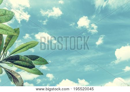 Frangipani, tropical tree plant in garden, temple tree, lantom or leelawadee tree, plumeria. Tropical Bali island.
