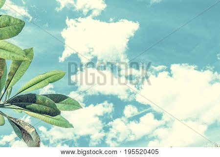 Frangipani, tropical tree plant in garden, temple tree, lantom or leelawadee tree, plumeria. Tropical Bali island.