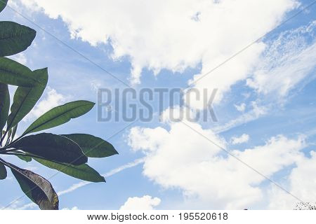 Frangipani, tropical tree plant in garden, temple tree, lantom or leelawadee tree, plumeria. Tropical Bali island.