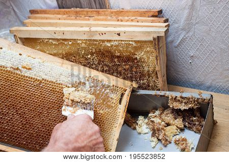 Honeycomb will open unwaxing fork beekeeper uncapped for harvest golden delicious honey. Close up