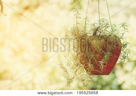 The common Purslane flower tree pot hanging on nature background.