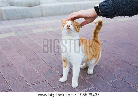 Homeless cat, pet and animals concept - Man stroking cat's head.