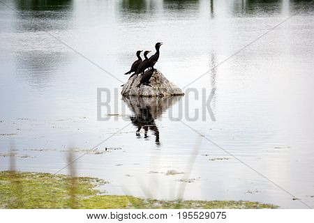 A flock of double crested cormorants (Phalacrocorax auritus) sits on a rock in a retention pond in Plainfield, Illinois, during June.