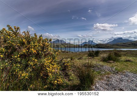Assynt Peninsula Scotland - June 7 2012: Yellow flowering broom with mountains behind Loch Buine Moire under flowing sky with white clouds. Green vegetation.