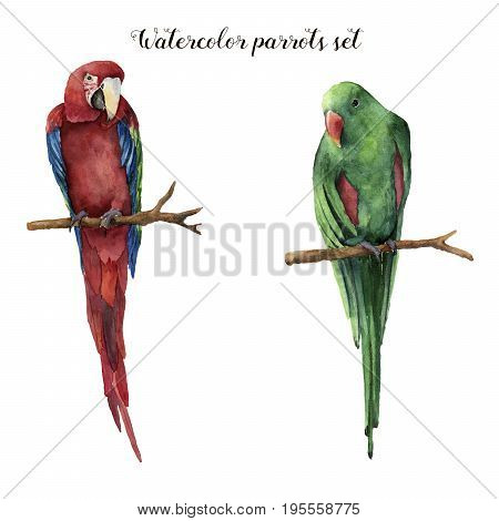 Watercolor parrots. Hand painted red-and-green macaw and red-winged parrot isolated on white background. Nature illustration with bird. For design, print or background.
