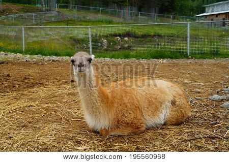 Guanaco lies on the sand in the Karelian zoogreen park Russia