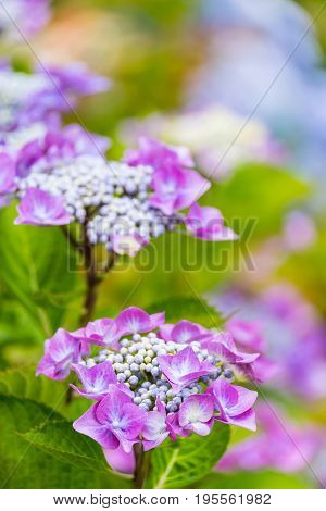 Purple Hydrangea macrophylla blossoming in garden at summer time.