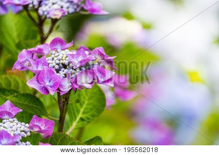 Purple Hydrangea macrophylla blossoming in garden at summer time.