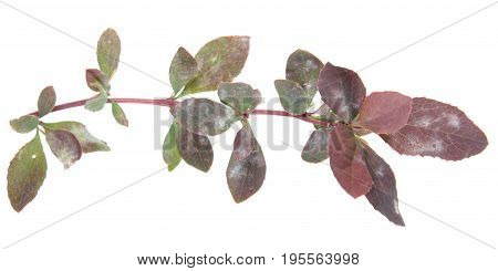 Barberry branch affected by powdery mildew. White spots on leaves of barberry