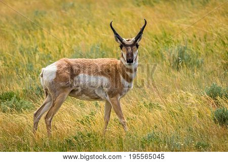 Pronghorn Antelope in high grass location Wyoming